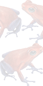 イチゴ矢毒ガエルの壁紙／条件付きフリー画像