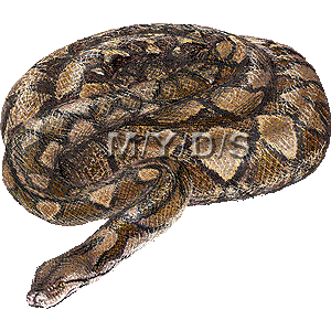 アミメニシキヘビのイラスト／無料素材集（条件付）
