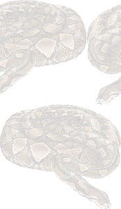 網目錦蛇（へび）の壁紙／条件付きフリー画像