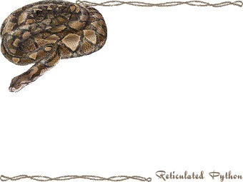 （網目錦蛇）アミメ ニシキヘビ／蛇の年賀状／非商用無料イラスト