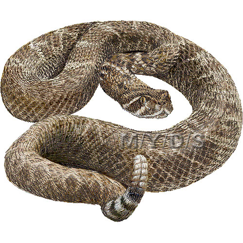 （蛇）ダイヤガラガラヘビのイラスト／条件付フリー素材集