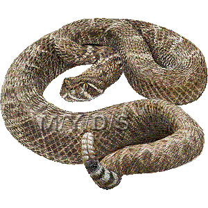 （蛇）ダイヤガラガラヘビ／フリー素材集