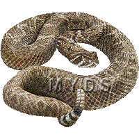 ガラガラ蛇／無料素材集