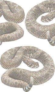 ガラガラ蛇（へび）の壁紙／フリー画像