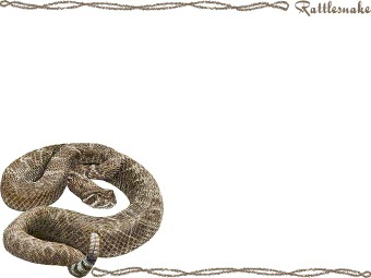 ダイヤガラガラ ヘビ／蛇の年賀状／非商用無料イラスト