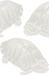ミドリ亀の壁紙／条件付きフリー画像