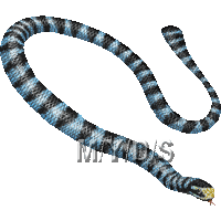 青斑海蛇のイラスト／フリー素材（条件付）