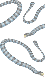 アオマダラウミヘビの壁紙／非営利無料イラスト