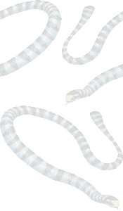 アオマダラウミヘビの壁紙／無料イラスト