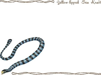 スマホ用ページ 青斑海蛇 アオマダラ ウミヘビのポストカード用イラスト 条件付フリー素材集