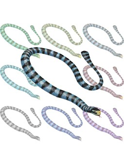 （青斑海蛇）アオマダラ ウミヘビのポストカード／無料イラスト