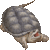 Snapping Turtle, Snapper thumbnail