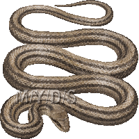 縞蛇 シマヘビ 蛇のイラスト 条件付フリー素材集