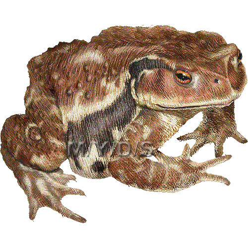 蟇蛙 ヒキガエル カエルのイラスト 条件付フリー素材集