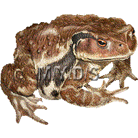 蟇蛙 ヒキガエル カエルのイラスト 条件付フリー素材集