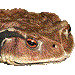 蟇蛙のアイコン