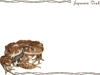 （蟇蛙）ヒキガエル／カエルの年賀状／非商用無料イラスト