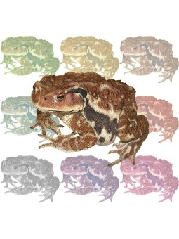 （蟇蛙）ヒキガエル／カエルのポストカード／無料イラスト