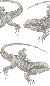 スマホ用ページ ヒガシ ウォーター ドラゴン 蜥蜴 トカゲの壁紙 条件付フリー素材集
