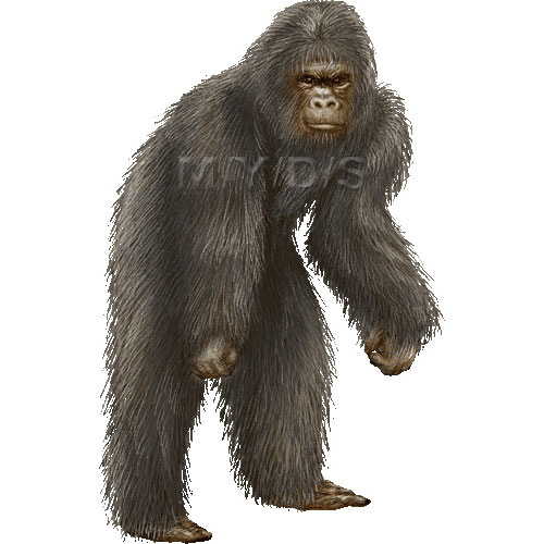 ビッグ フット 野人 猿人 原人のイラスト 条件付フリー素材集