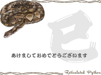 網目錦蛇の年賀状イラスト／挿し絵タイプ