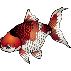 和柄風金魚　色数5色（グラデーションあり）＜202 金魚のイラスト／条件付フリー素材