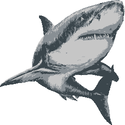 スマホ対応 リアルタッチホホジロザメ No 7 リアルホオジロザメのイラスト アイコン 条件付フリー素材集