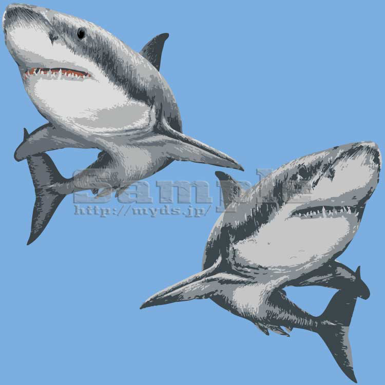 207 リアルホオジロザメ＜サメ／条件付フリー素材・商用無料イラスト