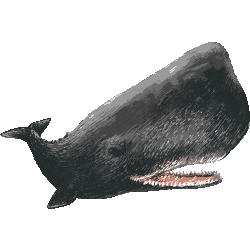 多色マッコウクジラ　色数7色＜054 リアルマッコウクジラのイラスト／条件付フリー素材
