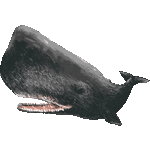 多色マッコウクジラ　色数7色＜抹香鯨（まっこうくじら）／非商用無料イラスト