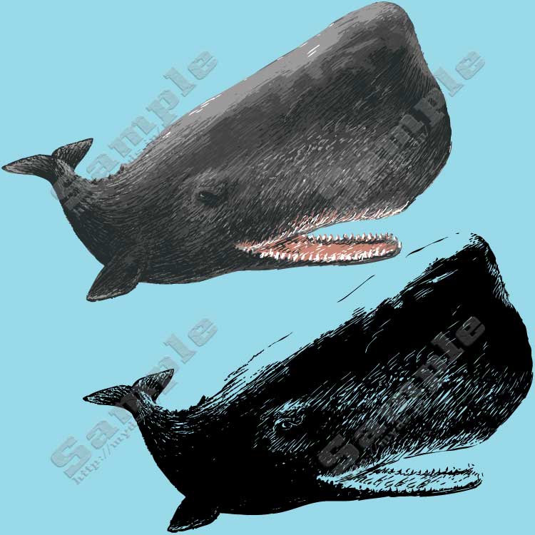 抹香鯨 まっこうくじら No 054 リアルマッコウクジラのイラスト アイコン 条件付フリー素材集 スマホなど携帯電話対応