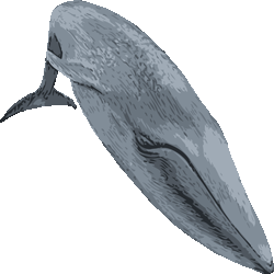 白長須鯨（しろながすくじら）