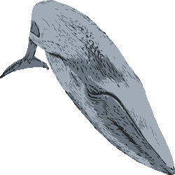 シロナガスクジラ　色数3色＜055 リアルシロナガスクジラのイラスト／条件付無料素材