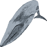 シロナガスクジラ　色数3色＜白長須鯨（しろながすくじら）／条件付フリー画像