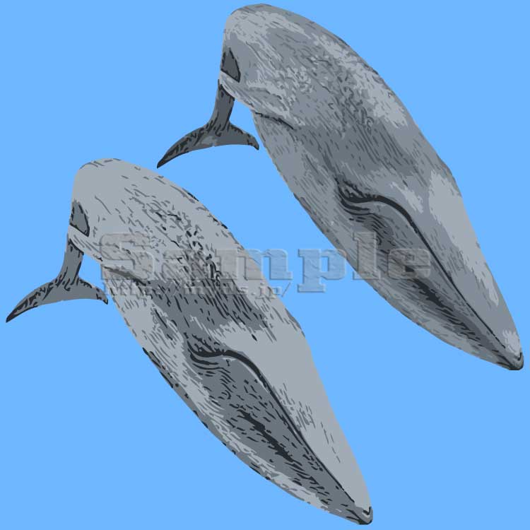 055 リアルシロナガスクジラ＜クジラ／条件付フリー素材・商用無料イラスト