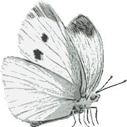 モンシロチョウ　色数4色＜084 リアル紋白蝶のイラスト／条件付フリー素材