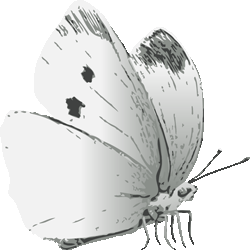 紋白蝶　色数3色（グラデーションあり）＜084 リアル紋白蝶のイラスト／条件付無料素材