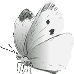紋白蝶　色数3色（グラデーションあり）＜リアルタッチモンシロチョウ／条件付フリー画像