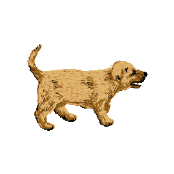 ゴールデンリトリバー子犬　色数4色＜107 ゴールデンレトリバーの親子のイラスト／条件付無料素材