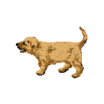 ゴールデンリトリバー子犬　色数4色＜ゴールデンリトリーバー母子／条件付フリー画像