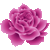 ピンクのバラ　色数3色（グラデーションあり）のアイコン