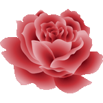 赤い薔薇　色数3色（グラデーションあり）＜バラ4カラー／条件付フリー画像
