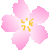 ラフタッチ桜の花／アイコン