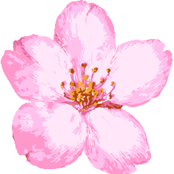 リアルタッチ桜の花　色数6色＜307 ペイントタッチ桜のイラスト／条件付フリー素材