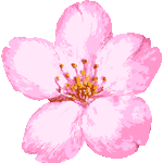 リアルタッチ桜の花　色数6色＜ブラシタッチさくら／非商用無料イラスト
