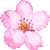 リアルタッチ桜の花　色数6色のアイコン