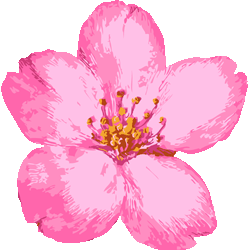 リアルさくら　色数6色＜307 ペイントタッチ桜のイラスト／条件付無料素材