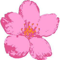 三色桜　色数3色＜307 ペイントタッチ桜のイラスト／非営利無料素材