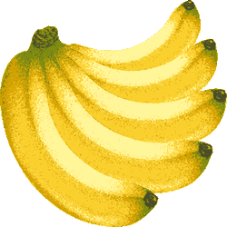 多色バナナ5房　色数5色＜248 リアルバナナのイラスト／条件付フリー素材