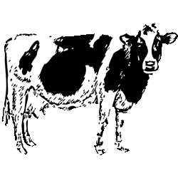 モノトーン牝牛